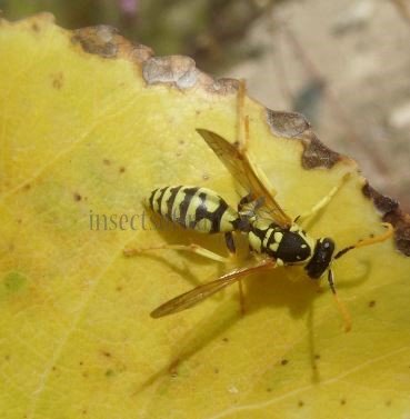 Polistes sp-10