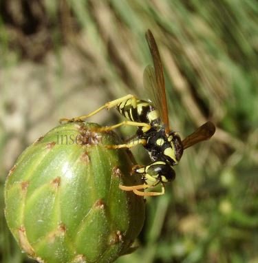 Polistes sp-11