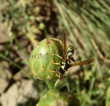 Polistes sp-12