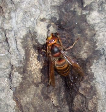 Vespa crabro