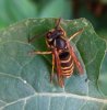 Wasps and Bees - Vespidae