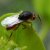 Wasps and Bees - Cynipidae