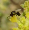 Wasps and Bees - Eulophidae