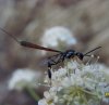 Wasps and Bees - Gasteruptionidae