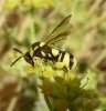 Wasps and Bees - Leucospidae