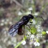 Wasps and Bees - Mutillidae