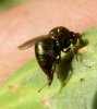 Wasps and Bees - Ormyridae