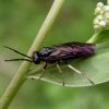 Wasps and Bees - Tenthredinidae