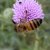 Wasps and Bees - Apidae