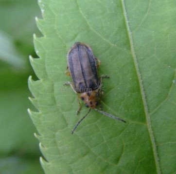 Trirhabda geminata 