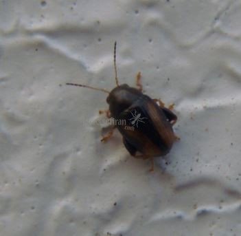 Unidentified 