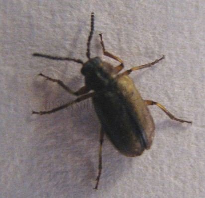 Galerucella lineola