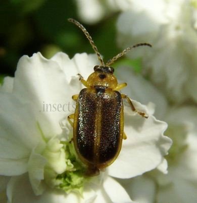Galerucella nymphae-2