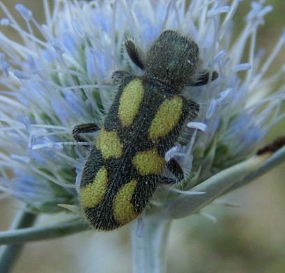 Trichodes viridiaureus-2