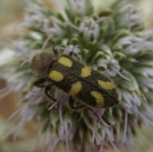 Trichodes viridiaureus-3