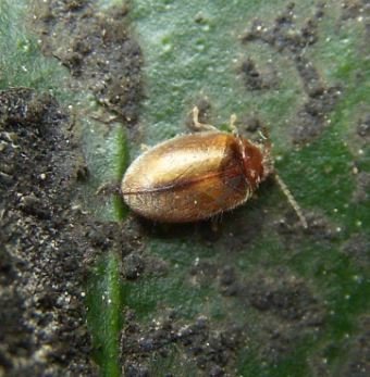 Coccidula rufa -6
