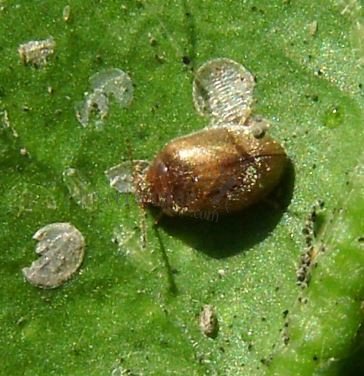 Coccidula rufa -8