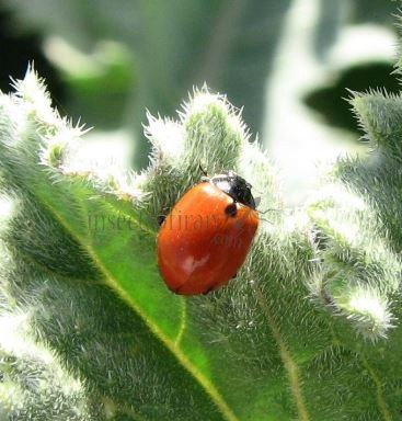 Coccinella  without punctata-1