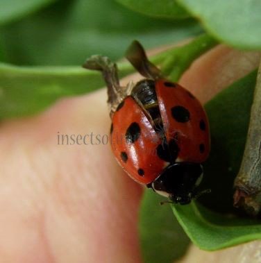 Coccinella 9-punctata -1 