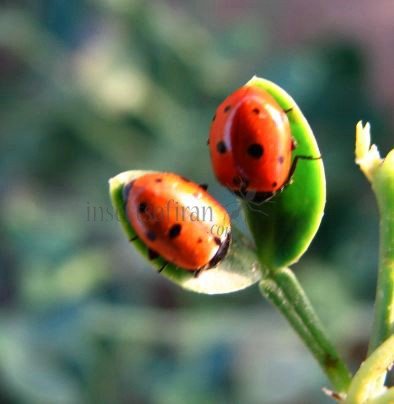 Coccinella distincta