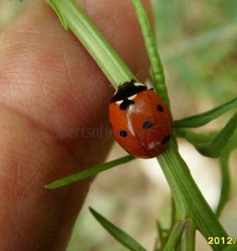 Coccinella septempunctata-1