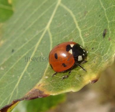 Coccinella septempunctata-4