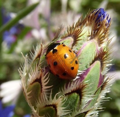 Coccinella undecimpunctata -3