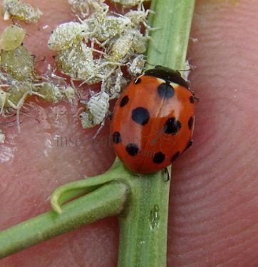 Coccinella undecimpunctata -4