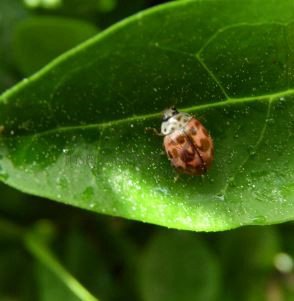 Coccinelle rose