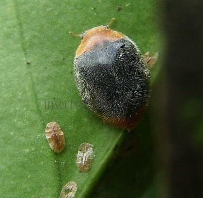Cryptolaemus montrouzieri-5