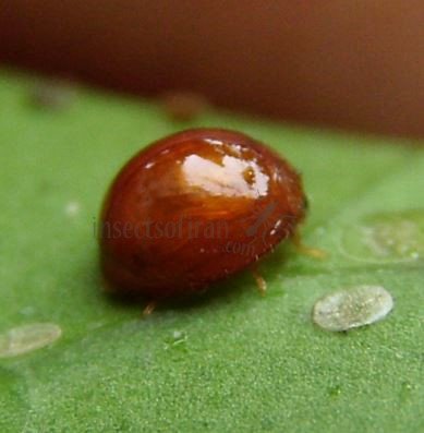 Delphastus berryi-2