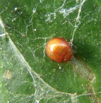 Delphastus berryi-6