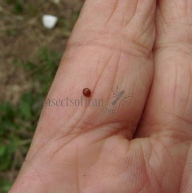 Delphastus berryi-10