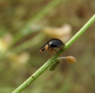Exochomus nigromaculatus -1