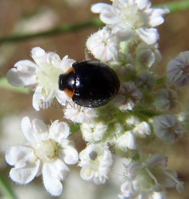 Exochomus nigromaculatus -2