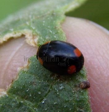 Hyperaspis campestris-2