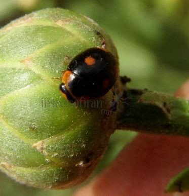 Hyperaspis campestris-3