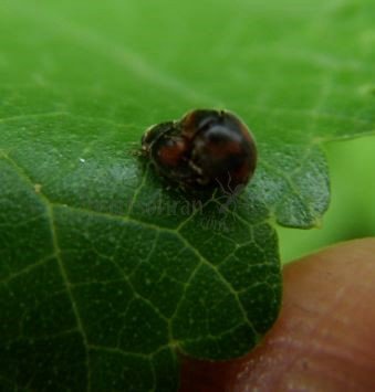 Nephus quadrimaculatus-7