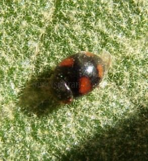 Platynaspis luteorubra -2