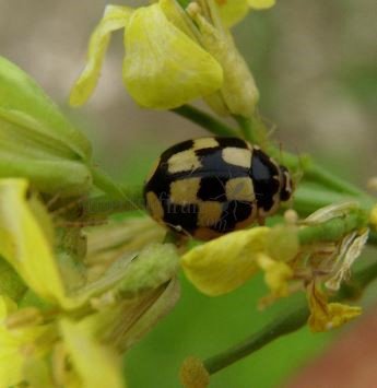 Propylea quattordecimpunctata -1