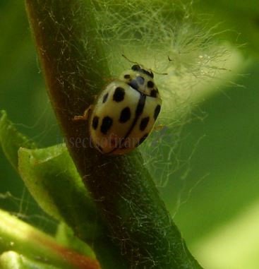 Propylea quattordecimpunctata -14