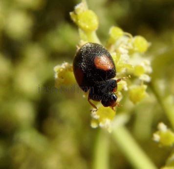 Scymnus interruptus-3