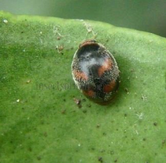 Scymnus sinuanodulus -11