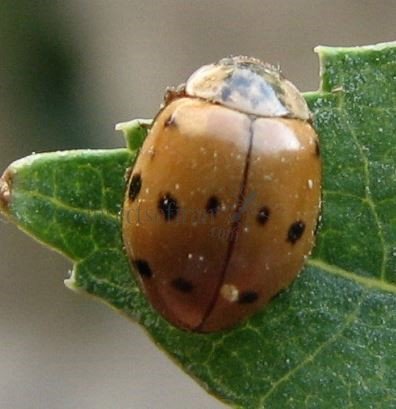 Adalia decempunctata -25