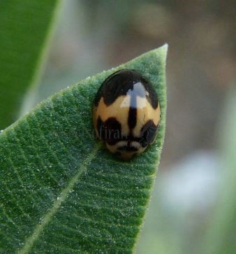 Cheilomenes sexmaculata-4