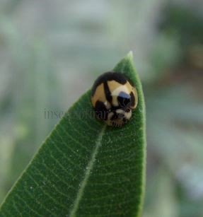 Cheilomenes sexmaculata-5