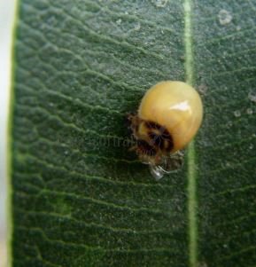 Cheilomenes sexmaculata-6