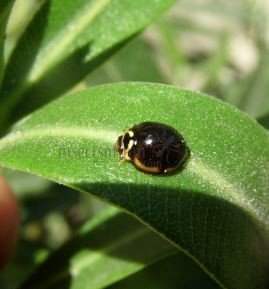 Cheilomenes sexmaculata-44