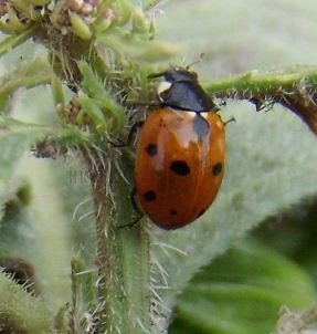 Coccinella 11-punctata
