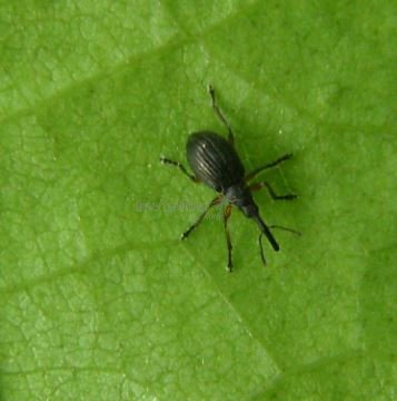 Protapion trifolii